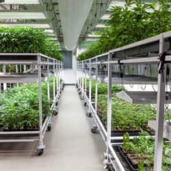 biggest-marijuana-grow-clones